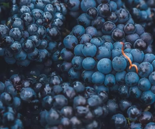 Солнечная ягода