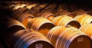 Французский дуб в Севастопольском терруаре