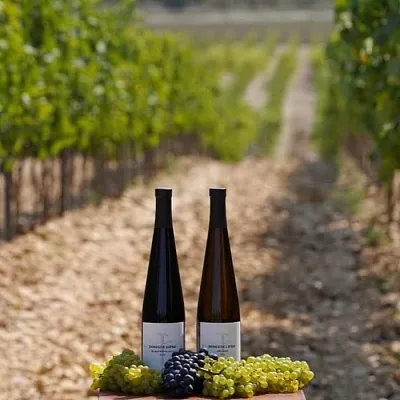 Domaine Lipko: дегустация на Бауманской